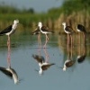 Pisila caponoha - Himantopus himantopus - Black-winged Stilt 2726